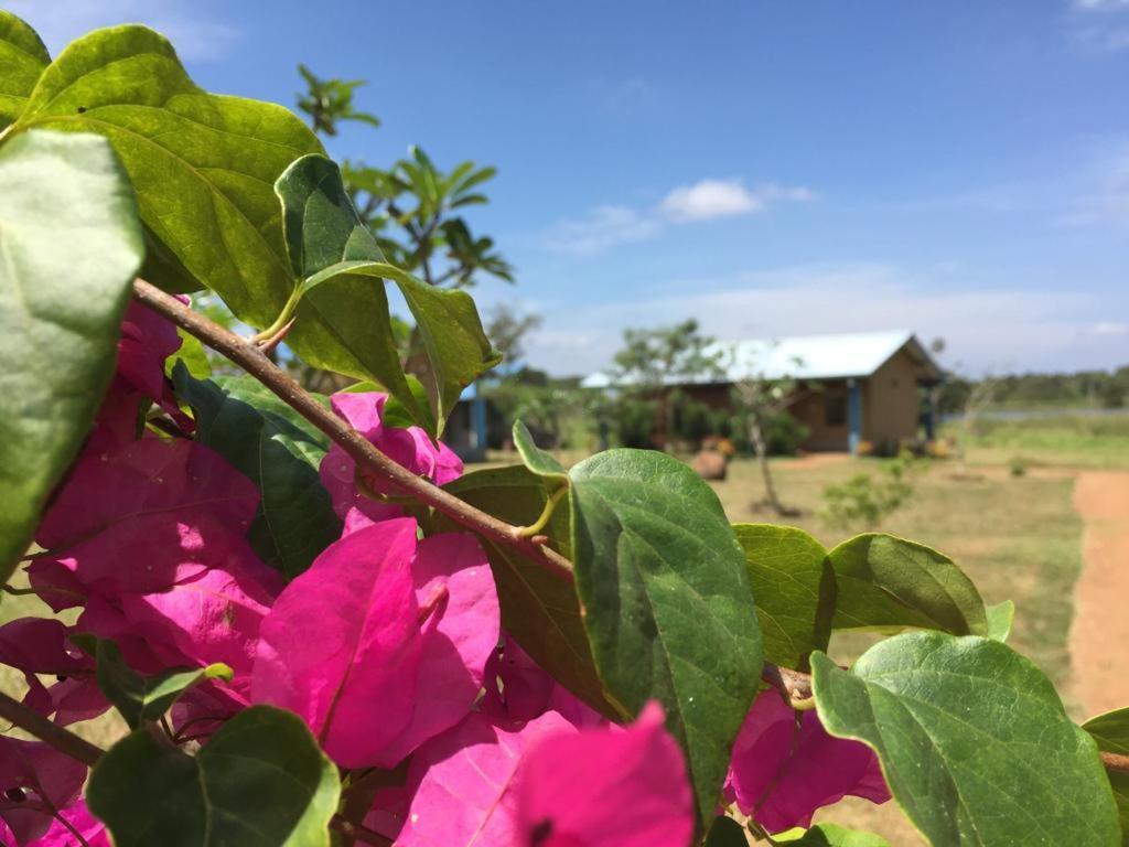 Rho Sigiriya Lake Edge Retreat Kibissa ภายนอก รูปภาพ